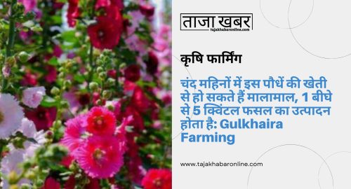 Gulkhaira Farming