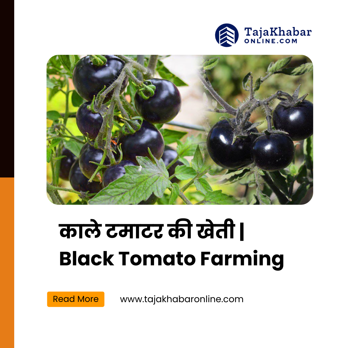 | Black Tomato Farming