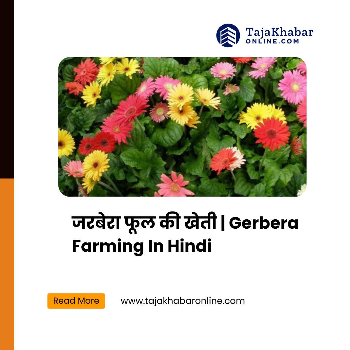 Gerbera Farming In Hindi