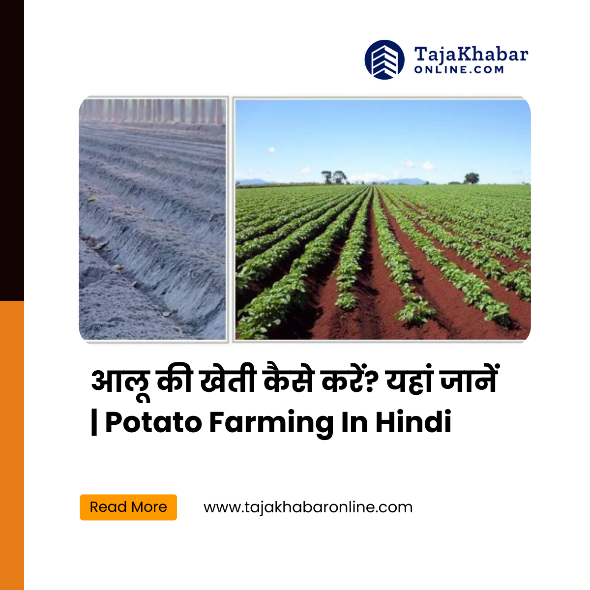 Potato Farming In Hindi