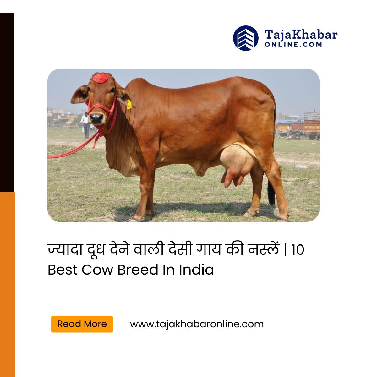 10 Best Cow Breed